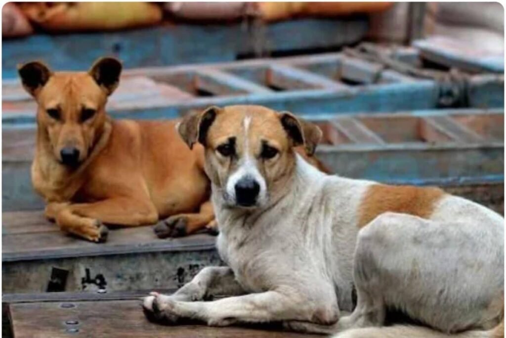 कुत्ते की गोली मारकर हत्या, क्या कहता है कानून? कितने साल की हो सकती है सजा?